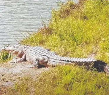  ?? Picture: FACEBOOK ?? DRAINING: A saltwater crocodile in a cane farm irrigation channel near Gordonvale.