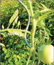  ?? PHOTO PROVIDED BY PAM BAXTER ?? The white egg-shaped nodes on this tomato hornworm are cocoons of a parasitic wasp.