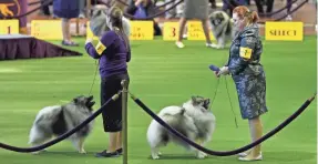  ??  ?? Lori Hooper (7), owner of Mumbles, a Keeshond, stands during breed judging at the Westminste­r Kennel Club All Breed Dog Show. ADAM HUNGER/USA TODAY SPORTS