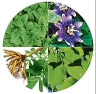  ??  ?? The four medicinal herbs traditiona­lly used as sleep remedies to reduce sleeping difficulti­es.