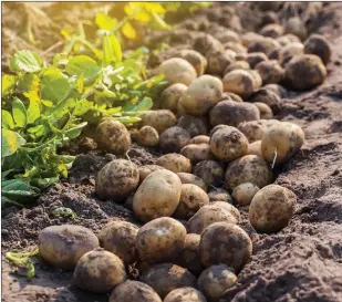  ?? ?? Good agricultur­al management is the key to successful potato production.