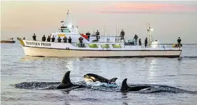  ?? MARK RIGHTMIRE TRIBUNE NEWS SERVICE FILE PHOTO ?? With a calf following close by, orcas swim near various whale watching boats off the coast of Huntington Beach, Calif., in January. Scientists suggest boat attacks could be because the orcas feel threatened, are protecting their food supply, or are simply playing around.