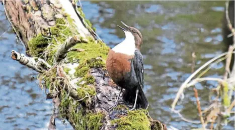  ?? ?? SONG OF HOPE: Down by the river a male dipper sings his heart out to proclaim its territory and seek a mate.