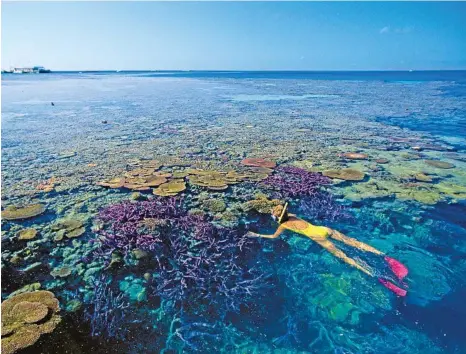  ?? PHOTO: PETER LIK ?? Snorkellin­g is one of the many fun activities on the Great Barrier Reef.