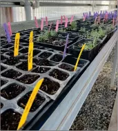  ?? ?? An array of succulents and other seedlings grow in a green room and aquaponic building at SHS.