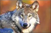  ?? U. S. Fish and Wildlif e Ser vi ce ?? THE GRAY WOLF has rebounded in its U. S. population since the 1970s, but its range remains limited.