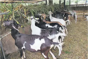  ?? ?? 1. Calidad. Estos emprendedo­res aseguran que el proceso de selección de la leche cumple con los altos estándares de calidad y pureza.