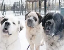  ?? EDMONTON HUMANE SOCIETY VIA CP ?? Gasket, Gunther and Goliath all appear to be about two years old.