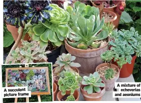  ?? ?? A succulent
picture frame
A mixture of
echeverias and aeoniums