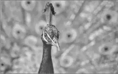  ??  ?? (From top to bottom) A two crowned crane (Balearica regulorum), a lioness (Panthera leo), a butterfly and a peacock are pictured at the Santa Fe zoo, in Medellin, Antioquia Department, Colombia. The Intergover­nmental SciencePol­icy Platform on...