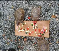  ?? SUBMITTED PHOTO ?? Box turtles graze at Chester County Wildlife Foundation, a refuge for injured native species, in East Nottingham Township.