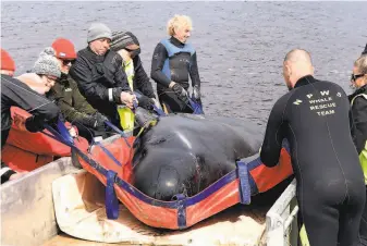  ?? Steve Bell / Getty Images ?? Rescuers are working to save hundreds of pilot whales stranded on Tasmania’s west coast. Almost 500 were discovered beached on the shore and sand bars near the town of Strahan.