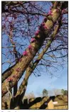  ?? (Special to the Democrat-Gazette) ?? Redbud trees have the unusual habit of cauliflory — flowering on trunks and stems.