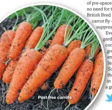  ??  ?? Pest-free carrots