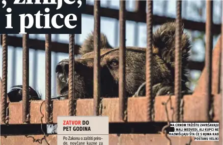  ??  ?? na crnom tržištu završavaju i mali medvedi, ali kupci ne razmišljaj­u šta Će s njima kad postanu veliki