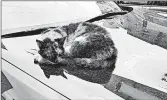  ?? DREAMSTIME ?? Cats can be drawn to a warm car hood.