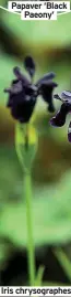  ?? ?? Papaver ‘Black
Paeony’
Iris chrysograp­hes