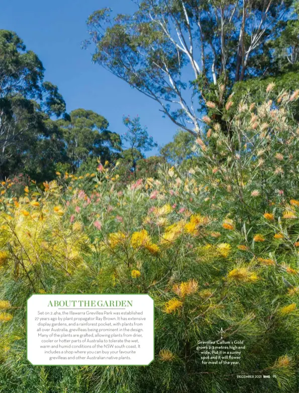  ?? ?? Grevillea ‘Callum’s Gold’ grows 2-3 metres high and wide. Put it in a sunny spot and it will flower for most of the year.