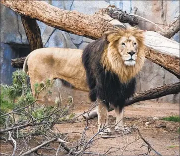  ?? Ken Bohn San Diego Zoo ?? M’BARI, AN AFRICAN MALE LION, was under veterinary care for some time, according to the San Diego Zoo. “In recent days, his condition had steadily worsened,” it said. He and his mate came to the zoo in 2009.