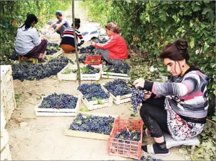  ?? AFP ?? Workers sort grapes at a vineyard outside the settlement of Zarkent, Uzbekistan. The Central Asian steppe might not be known for its wine yet, but Uzbek Chardonnay could one day grace the tables of the world if authoritie­s’ plans come to fruition.