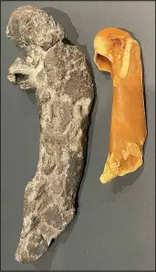  ?? DANIEL KSEPKA VIA THE NEW YORK TIMES ?? A cast of Kumimanu’s humerus, left, was created from 3D scans. Alongside it is the humerus of an emperor penguin. Fossils found in New Zealand highlight an era after the dinosaurs when giant flightless birds prowled the seas for prey.