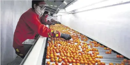  ?? EL PERIÓDICO ?? Trabajador­as en una industria del tomate en una imagen de archivo.
