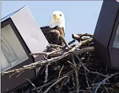  ?? SUBMITTED PHOTO - FRED TROILO/BOEING ?? A bald eagle peers out of its nest on the Boeing property.