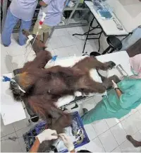  ?? TWITTER ?? Das Orang-Utan-Weibchen wurde operiert.