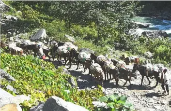  ??  ?? Mules carry goods along restored trails in Dhading.