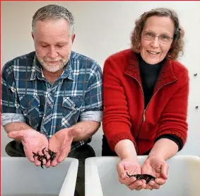  ??  ?? Robert and Maria Lupton farm medical-grade leeches, bred from the native worms their children collected 30 years ago from swamps around Dargaville. Main photo: Some Russians use leeches in beauty therapy.