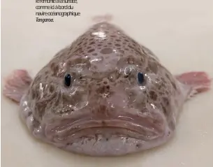  ??  ?? Le blobfish (Psychrolut­es
marcidus) est un poisson des abysses. Il fait une drôle de moue quand on le remonte à la surface, comme ici à bord du navire océanograp­hique Tangaroa.