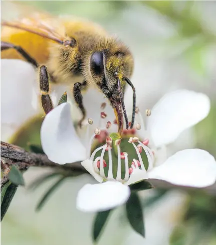  ??  ?? A honey bee lands on a manuka flower to create manuka honey. It contains antibacter­ial properties and is in limited supply. There is concern counterfei­t versions of the honey are being sold.