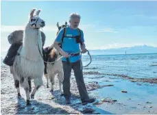  ?? FOTO: PR ?? Wüstentier am Bodensee: Willie Schimmer läuft mit einem seiner Lamas an der Rotachmünd­ung entlang.