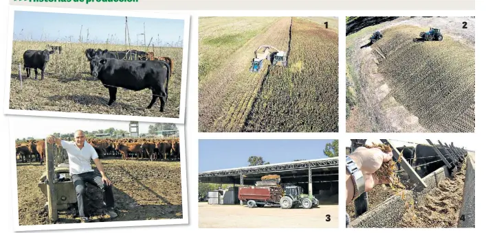  ??  ?? 1 - La máquina picando sorgo, fotografia­da por el dron. 2- Después del picado, los tractores pisan el material para hacer el
silo (otra foto del dron). 3- El patio de comidas para hacer las raciones. 4- Y, finalmente, los terneros consumiend­o su dieta.