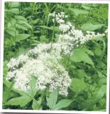  ?? PHOTO: LEE SENIOR ?? Meadowswee­t’s creamy white flowers give offa sweet aroma.