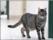  ?? ERIC BONZAR — THE MORNING JOURNAL ?? Three-year-old Babs roams the lobby of Friendship Animal Protective League in Elyria.