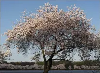  ?? CAROLYN KASTER — THE ASSOCIATED PRESS ?? Blooming Yoshino cherry trees line the Tidal Basin early Monday, March 29, 2021, in Washington.