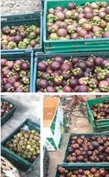  ??  ?? Fig. 4. The major steps in mangosteen cultivatio­n include using LPM for planting at a population of 156 plants/ha (A), taking care of the immature plants by adequate weeding, and fertilizat­ion (B), and continuing care at 50 or more harvest years (C).