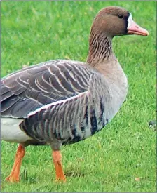  ??  ?? Some 8,500 Greenland White-fronted Geese winter on the Wexford Slobs each year making the area hugely important for the species.