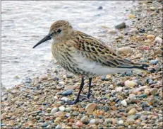  ?? Photo: Jim Cassels ?? Dunlin were seen at Machriewat­erfoot.