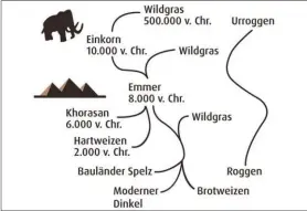  ??  ?? Die Entwicklun­g vom Wildgras zum modernen Weizen.