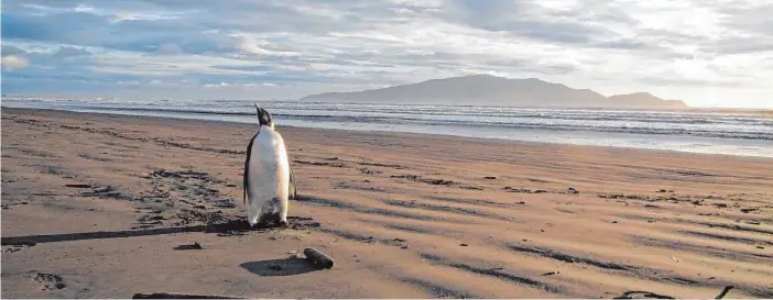  ?? FOTOS: DPA ?? An den Strand von Kapiti hat sich vor Jahren sogar einmal ein Kaiserping­uin verirrt – 3000 Kilometer von seiner antarktisc­hen Heimat entfernt.