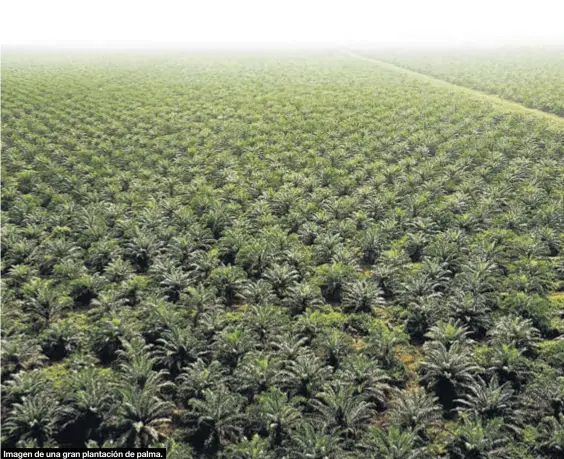  ?? GREENPEACE ?? Imagen de una gran plantación de palma.