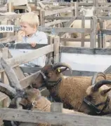  ??  ?? RARE BREED: Jack Arrowsmith, four, keeps an eye on the family herd of Manx Loaghtan primitive sheep at the 135th Driffield show.