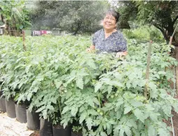  ??  ?? VIGOROUS DIAMANTE MAX TOMATOES – Tita Rubia is all smiles posing with plants of a hybrid tomato from East-West Seed that have started to produce fruits. They are organicall­y grown and no pesticides are applied because there seem to be now pests...