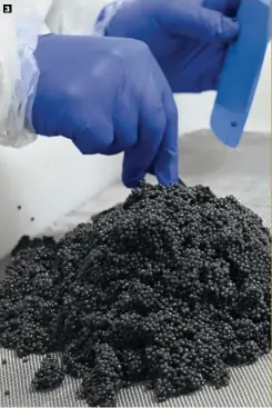  ??  ?? 4. À l’abri de l’oxydation, le caviar de Rova Caviar fait la fierté de l’île dans ses boîte bleues. Madagascar est en effet le seul producteur africain d’oeufs d’esturgeons.