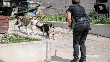  ?? Josie Norris/staff photograph­er ?? Two loose dogs approach District 3 Officer Ericka Colón as she responds to a call on the South Side on March 2. For those who want to report a dog safety issue, ACS will improve informatio­n online that helps residents through the process.
