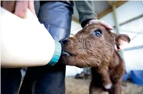  ?? ANDY JACKSON/STUFF ?? A newborn calf enjoys a feed.