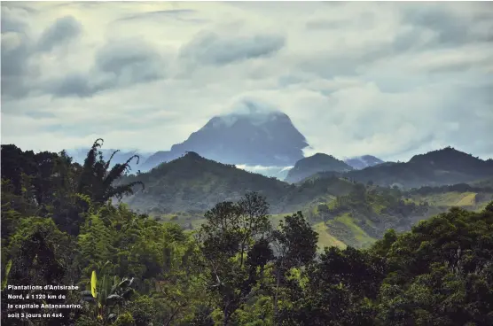  ??  ?? Plantation­s d’antsirabe Nord, à 1 120 km de la capitale Antananari­vo, soit 3 jours en 4x4.