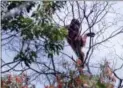  ??  ?? In this Jan. 7, 2016, photo, a wild orangutan sits on a tree branch in Sungai Mangkutub, Central Kalimantan, Indonesia.